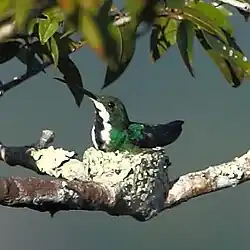 Female on nest at Novo Mundo, Mato Grosso State, Brazil