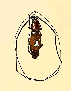 Xenocerus enganensis