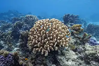 Antler coral (Pocillopora grandis) with blue damselfish (Pomacentrus pavo) Moorea