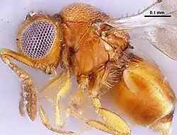Aphanogmus