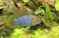 A male Apistogramma borellii "Opal"