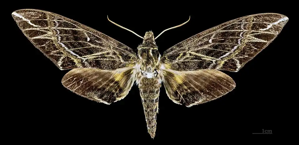 Female dorsal view