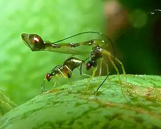 Apocrypta guineensis wasps, parasitoids of Ceratosolen capensis larvae