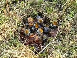 Nest of common carder bumblebee, wax canopy removed to show winged workers and pupae in irregularly placed wax cells