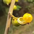 ripe fruit