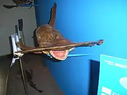 Sphyrna zygaena