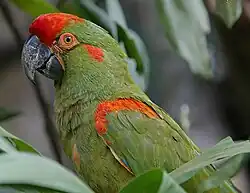 Side – Jurong BirdPark, Singapore