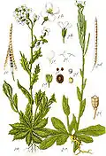 1796 illustration [13]