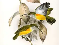illustration of two spiderhunters with greenish-brown upperparts, grey throats and undersides of wings, yellow underparts, and orange patches under the wing