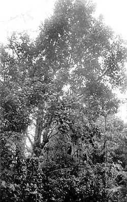 Jagüilla (Magnolia portoricensis)