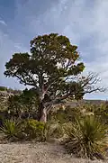 Arbutus xalapensis