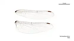 Male wings