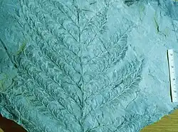 A. macilenta