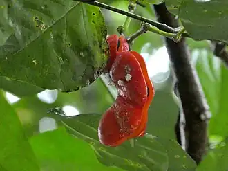 Fruit