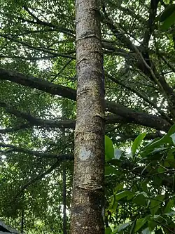Trunk