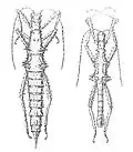 Illustrations (plate. I, fig. 4 & 5) from Redtenbachers first description
