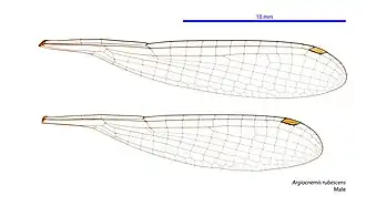 Photo of male wings
