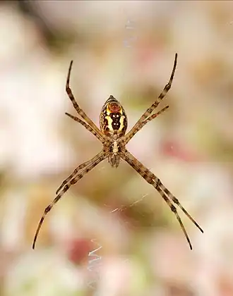 Female, ventral view
