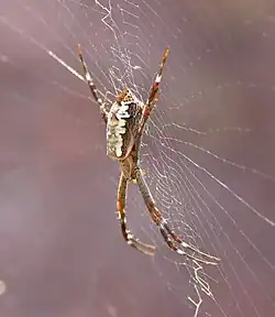 Female, side view
