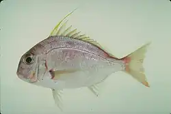 Species specimen.