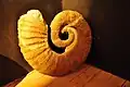 Arietites bucklandi