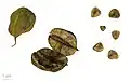 Fruit and seeds (herbarium specimen)