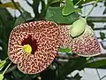 Aristolochia littoralis flower and young fruit