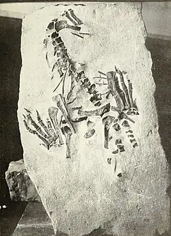 Aristosaurus