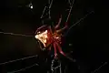 with kleptoparasitic spider