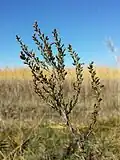 Flowers; erect form. Same site as left.