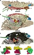 Detail of the previous fossil, showing the head in greater resolution, from Lhéritier et al. (2024).