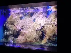 Artis aquarium