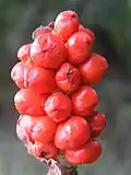 A. cylindraceum