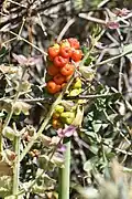 A. korolkowii