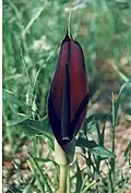 A. palaestinum