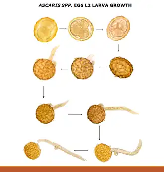 Ascaris egg, incubation process: The Ascaris egg incubation process consists of placing the egg in a controlled environment, at 26&nbsp;°C (79&nbsp;°F) during 28 days, in acidic conditions. This process allows for the evaluation of an egg to determine if it is viable or not.
