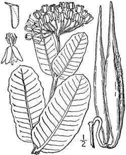 Line drawing