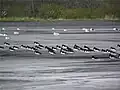 Wading birds on the ash lagoon