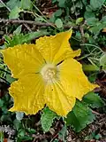 Gourd flower.