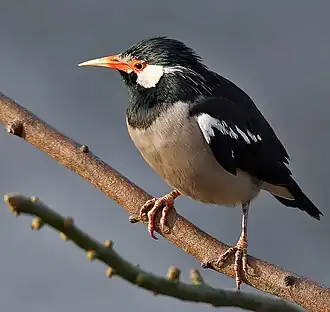 Image 12The Asian pied starling (Sturnus contra) is one of the 12 bird species of family Sturnidae resident in Bangladesh. Locally known as myna or shalik, these birds build their nests in holes or cavities in trees or buildings, or large globular structures of straw, twigs, etc. in trees. Photo Credit: J.M.Garg