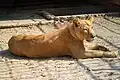 African Lion