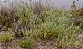 Mar Menor asparagus, critically endangered