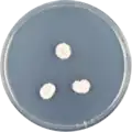 Aspergillus ambiguus growing on CYA plate