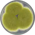 Aspergillus caelatus growing on CYA plate