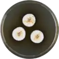 Aspergillus capensis growing on MEAOX plate