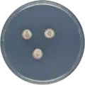 Aspergillus cavernicola growing on CYA plate