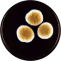 Aspergillus dimorphicus growing on MEAOX plate