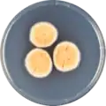 Aspergillus discophorus growing on CYA plate