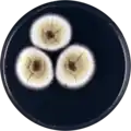 Aspergillus dromiae growing on CYA plate