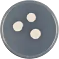 Aspergillus duricaulis growing on CYA plate
